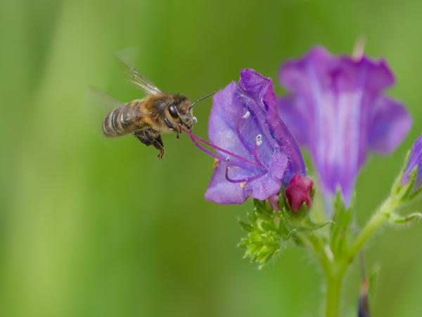 <h3><a href="/trips/extramadura/biota/animalia/arthropoda/insecta/hymenoptera/apidae/apis mellifera/apis mellifera-nl.html">Apis&nbsp;mellifera</a> / Honey&nbsp;bee / Honingbij</h3>OM-1 Mark II met OLYMPUS M.150-400mm F4.5 TC, 1/2000 sec  bij F5.6, ISO 1250, afstand 2.35&nbsp;m